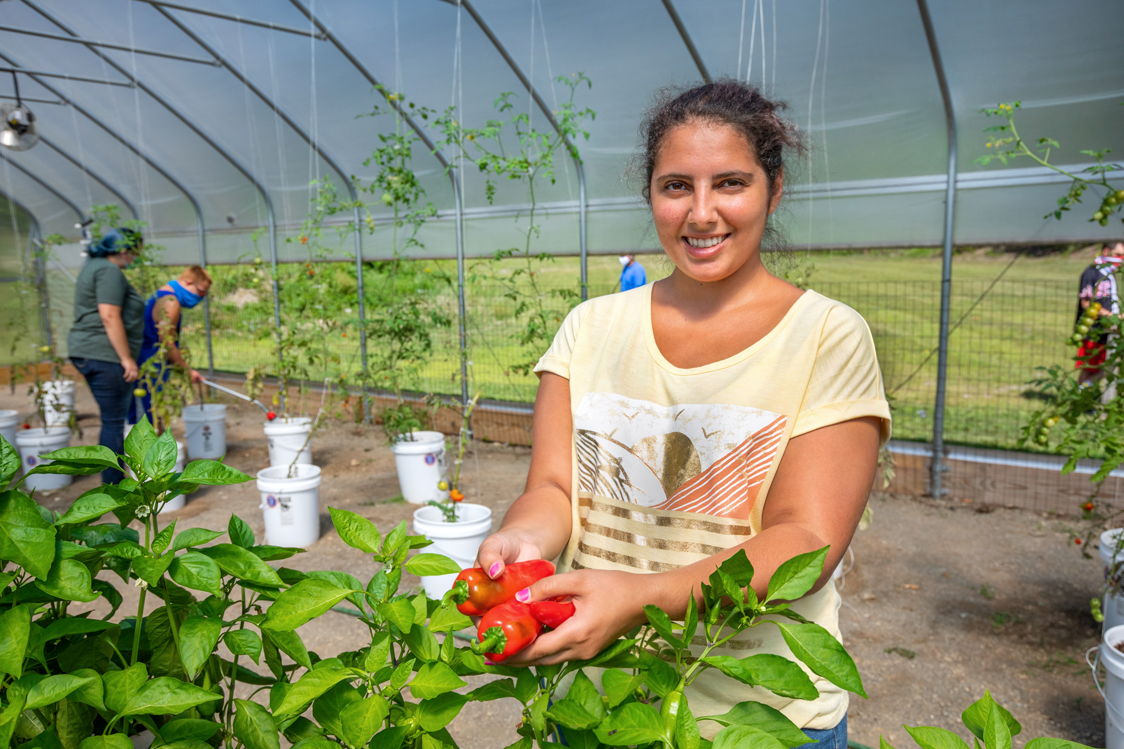 Agricultural skill training involves harvesting peppers in the greenhouse.