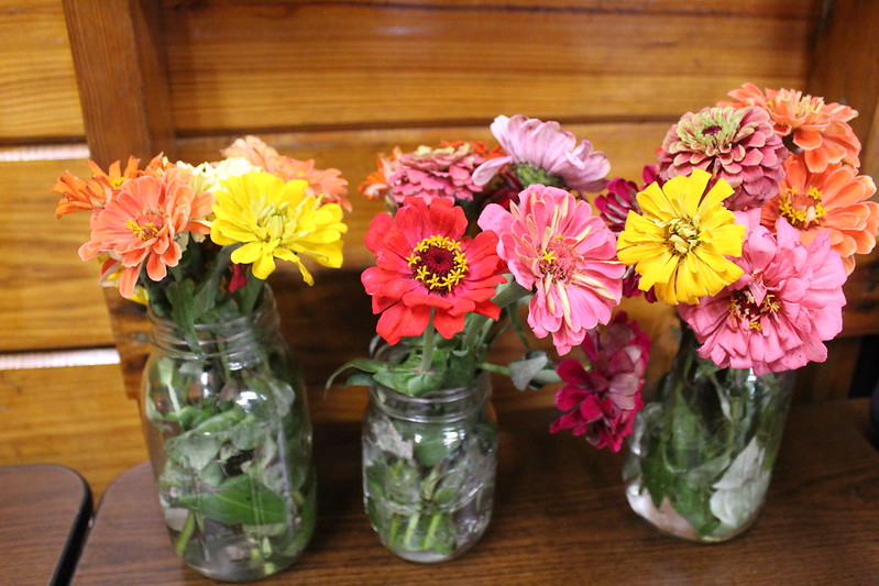 Zinnia flowers are arranged in mason jars for a farmhouse look